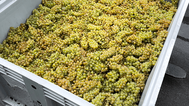 New Zealand Sauvignon Blanc grapes in tray 640x360