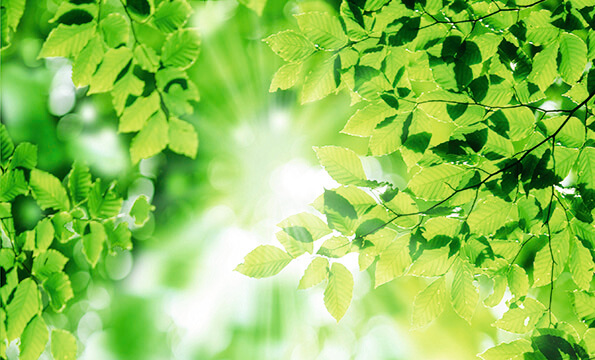 sustainability_forest_green_595x360.jpg